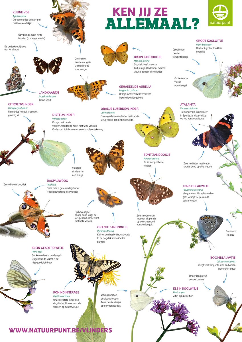 MijnNatuurpunt's tweet photo. Dit weekend gaan we weer vlinderen. Ken jij ze allemaal? => https://t.co/0iUFkc35ld https://t.co/GaVpOLYwmI