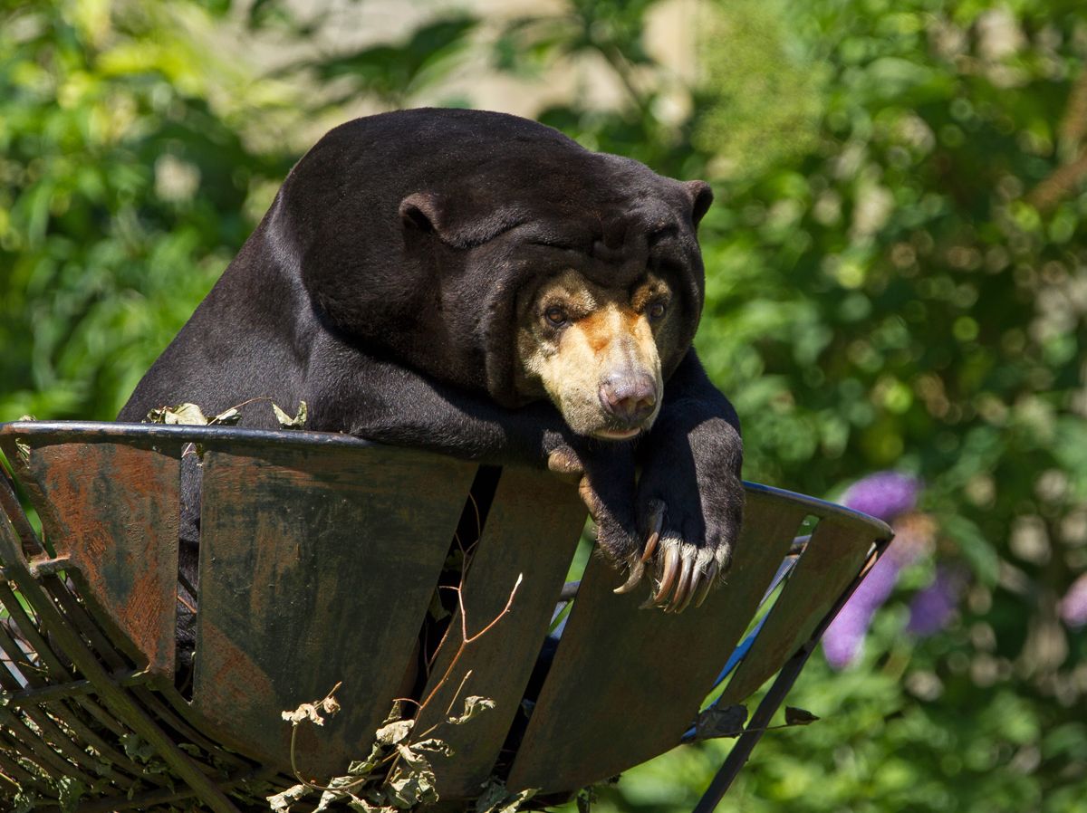 Edinburgh Zoo on Twitter: "Our sun bears are living up to their name