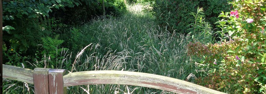 Wij willen graag een oude buurtgenoot uit de wildernis helpen - hovenierhelpt.nl/oude-buurtgeno…