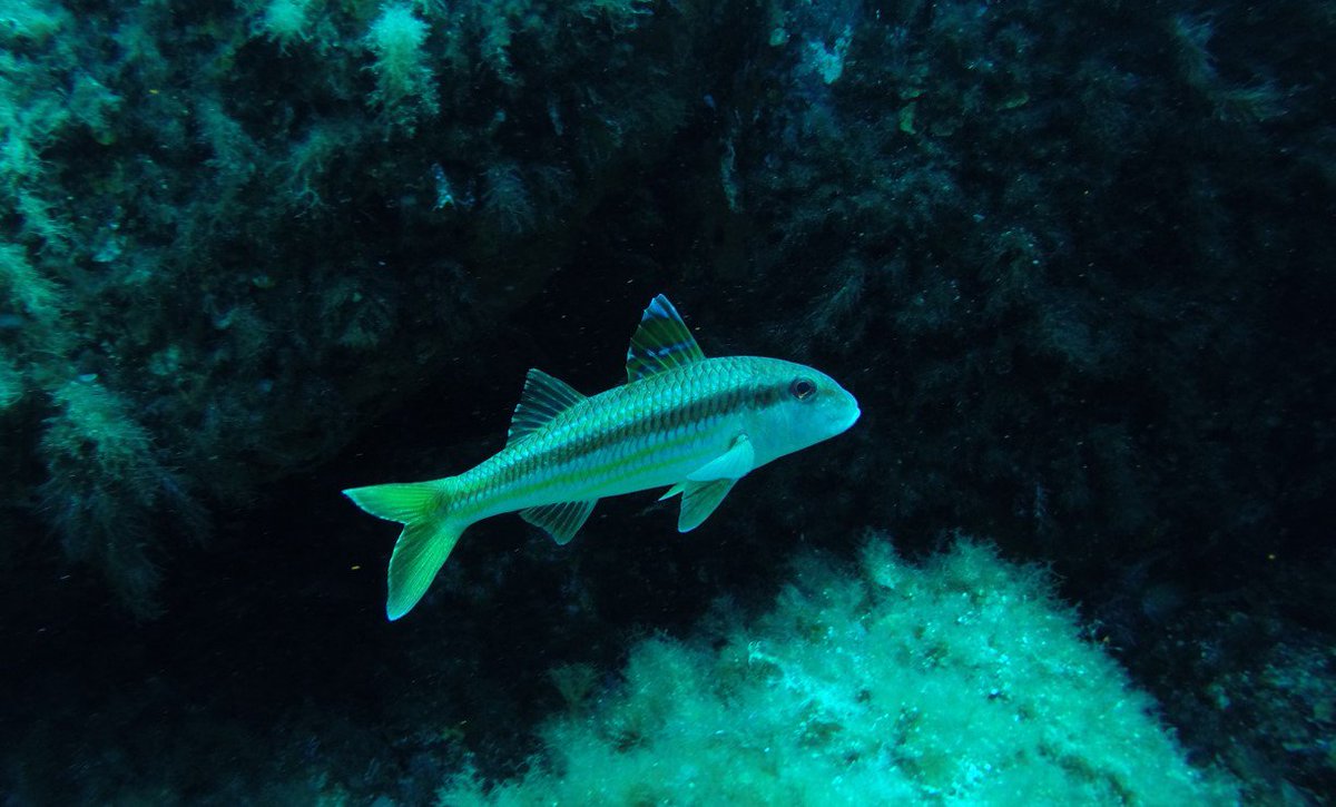 Andrea_Alvito's tweet photo. Goatfish wednesday! #Mullus #surmuletus #sardinia #carloforte https://t.co/ikWiW8zK4t