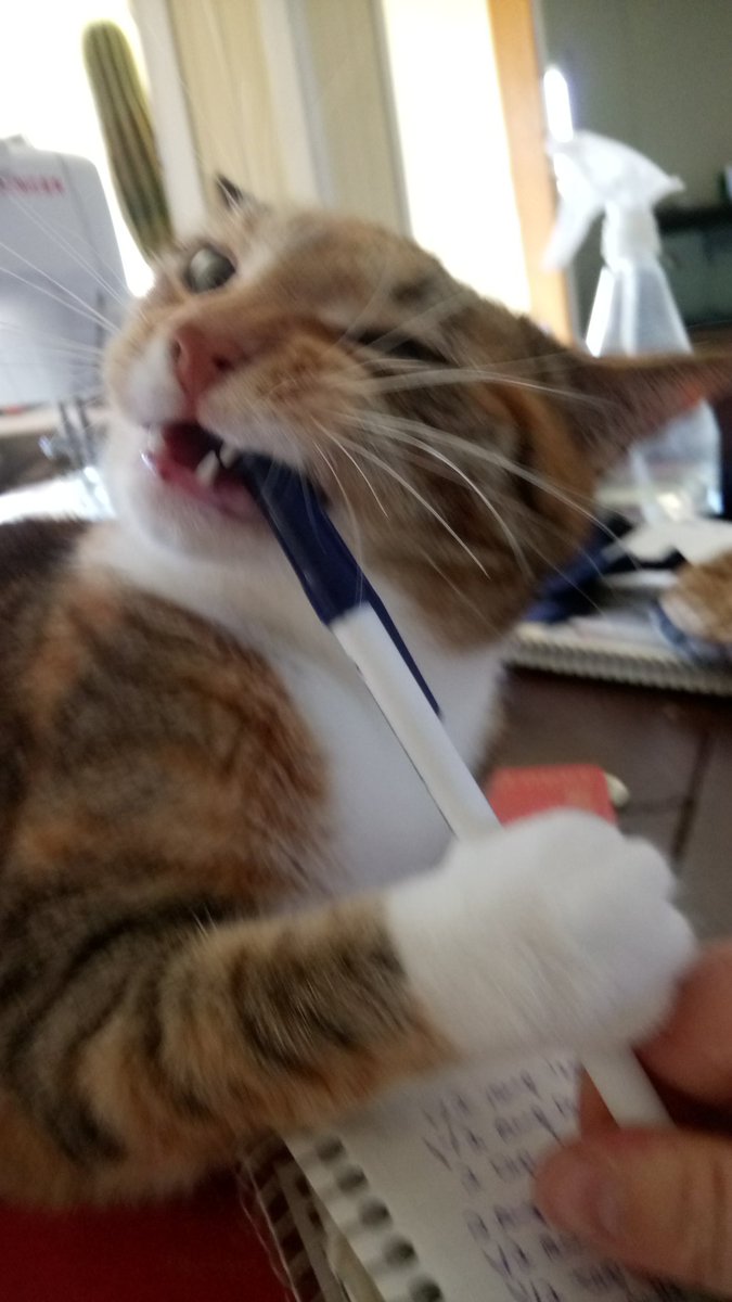 It is hard to copy a recipe when your pen is being chewed.