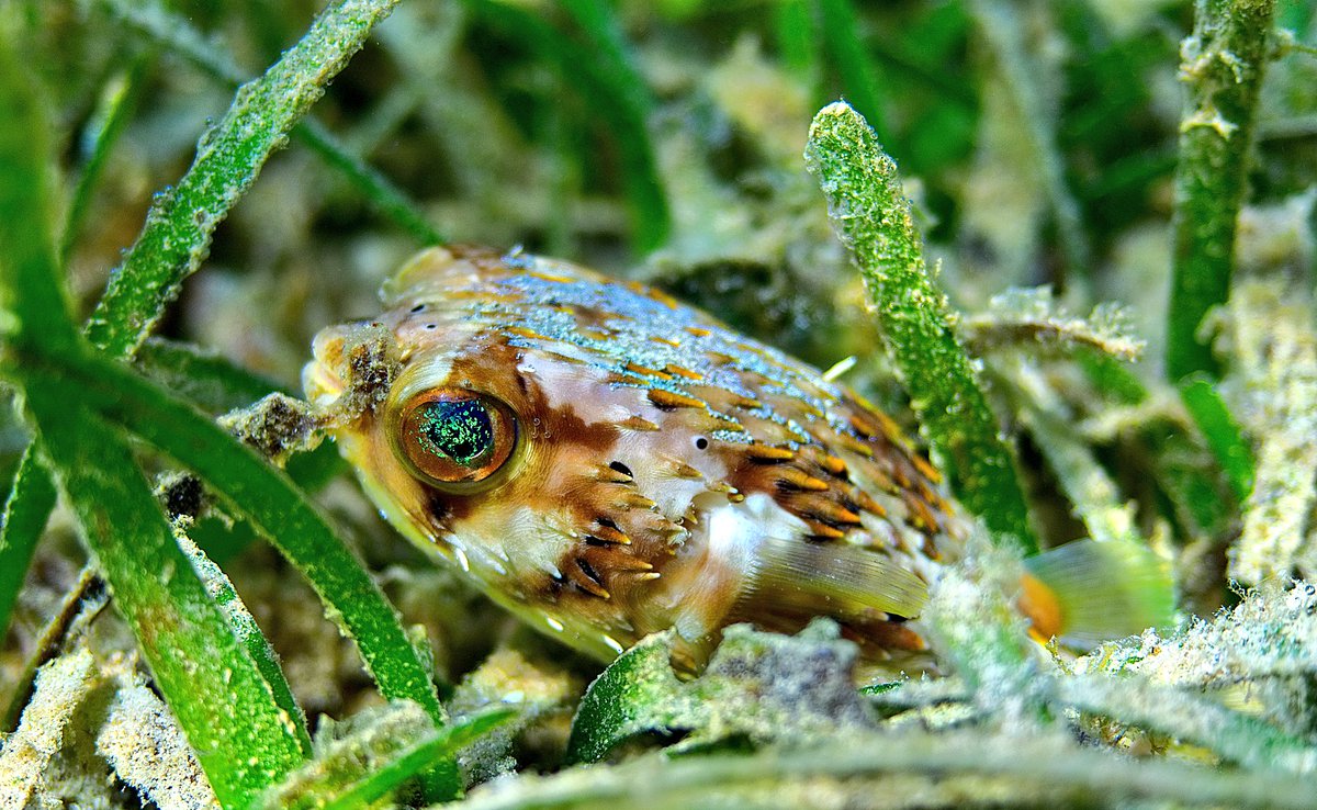 Manuel_Bustelo's tweet image. #Balloonfish are usually most active at night, so they' ve developed very large,#lightsensitive #eyes.Shot with @esolympus OMD Mark EM1 II