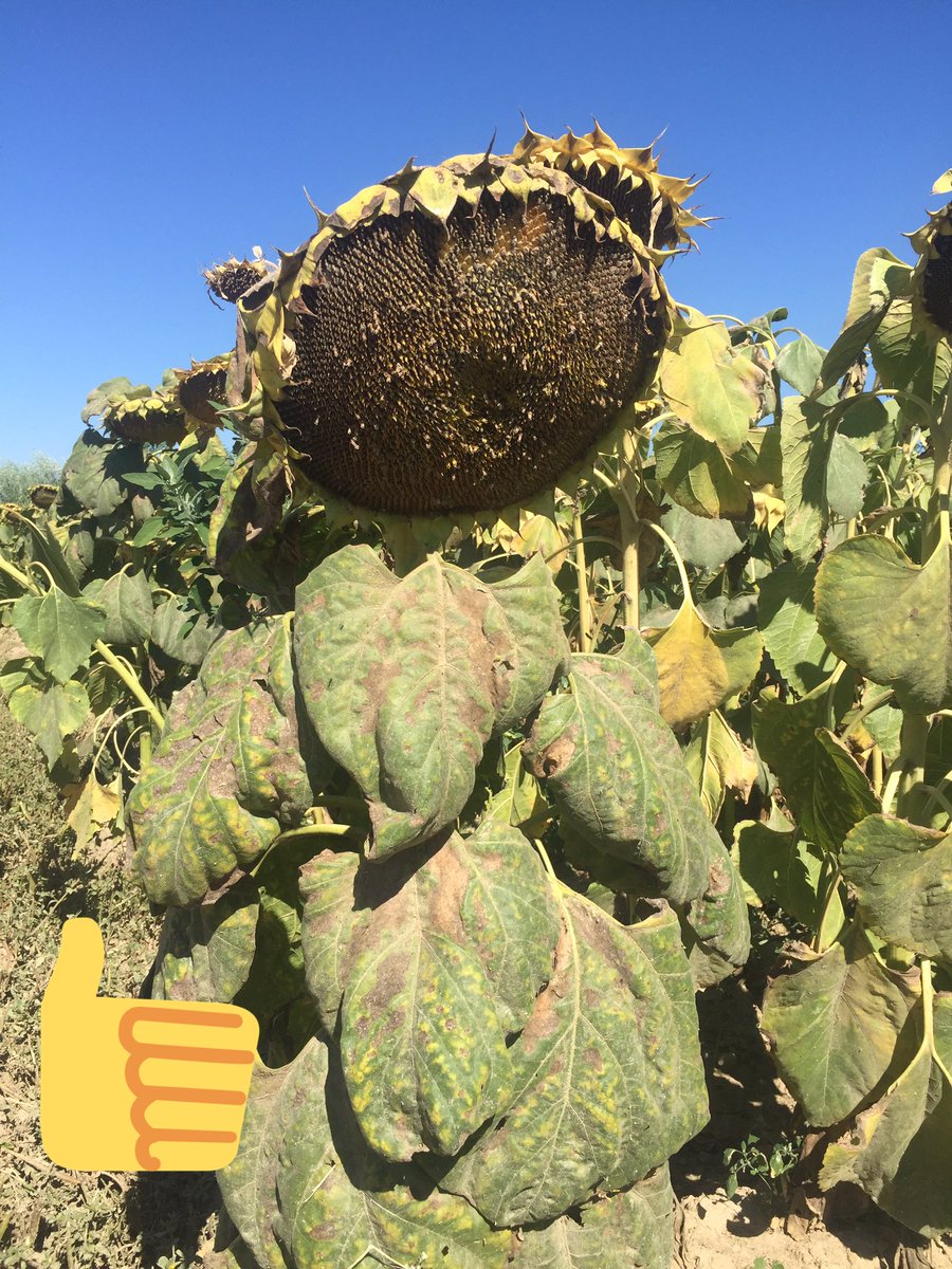 Waiting for the harvest,great sunflowers heads <a href="/sakis_kitsos/">Sakis kitsos</a> <a href="/NovatecSeries/">NovaTec Series</a> <a href="/e_compo/">Elle Compono</a>