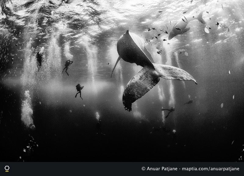 In search of whales @anuarpatjane found love, beauty, violence and death on.maptia.com/2h6767Y