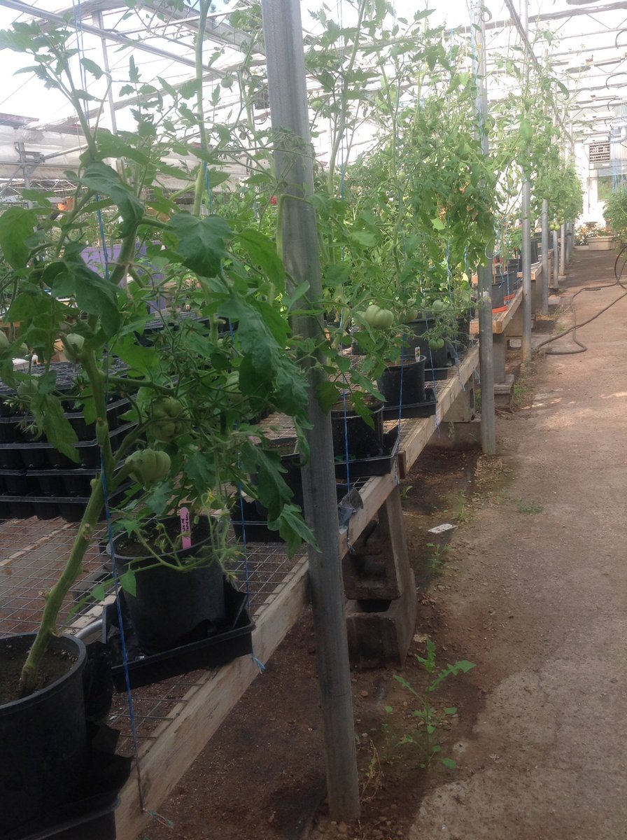 Cntrygrn's tweet photo. Tomato Fare Aug 13 2-6, free event view tomatoes and peppers, guess weight of watermelons, Star Trek fruit, tomato putting, https://t.co/IkvrbTz966