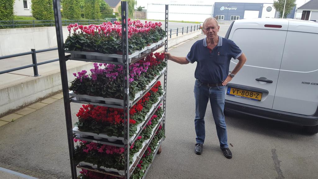 Bergcampp's tweet photo. Vertrek cyclamen richting #corsoboot cyclamen kleuren je tuin https://t.co/78jYfVDERe