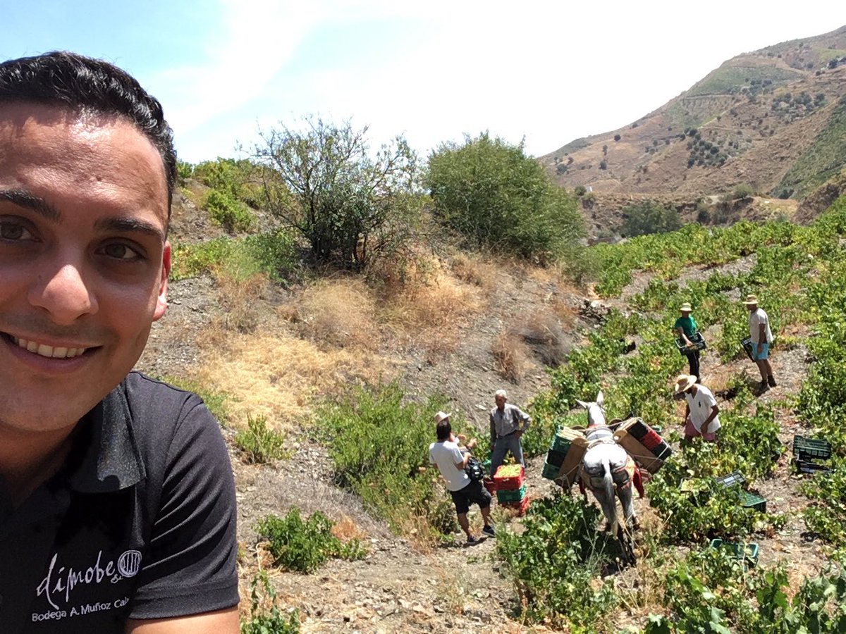Honselu's tweet photo. Hoy estamos en la #vendimia con @ed_tve en la #axarquia 

#malaga #dimobe https://t.co/RdjMaJerBF