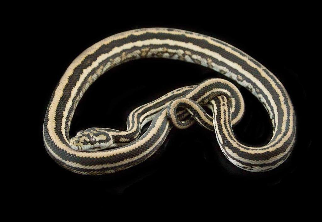 Moreliapython's tweet image. Love this tri-stripe girl.#stripedcarpetpython #coastalcarpetpython ift.tt/2w5BCSP