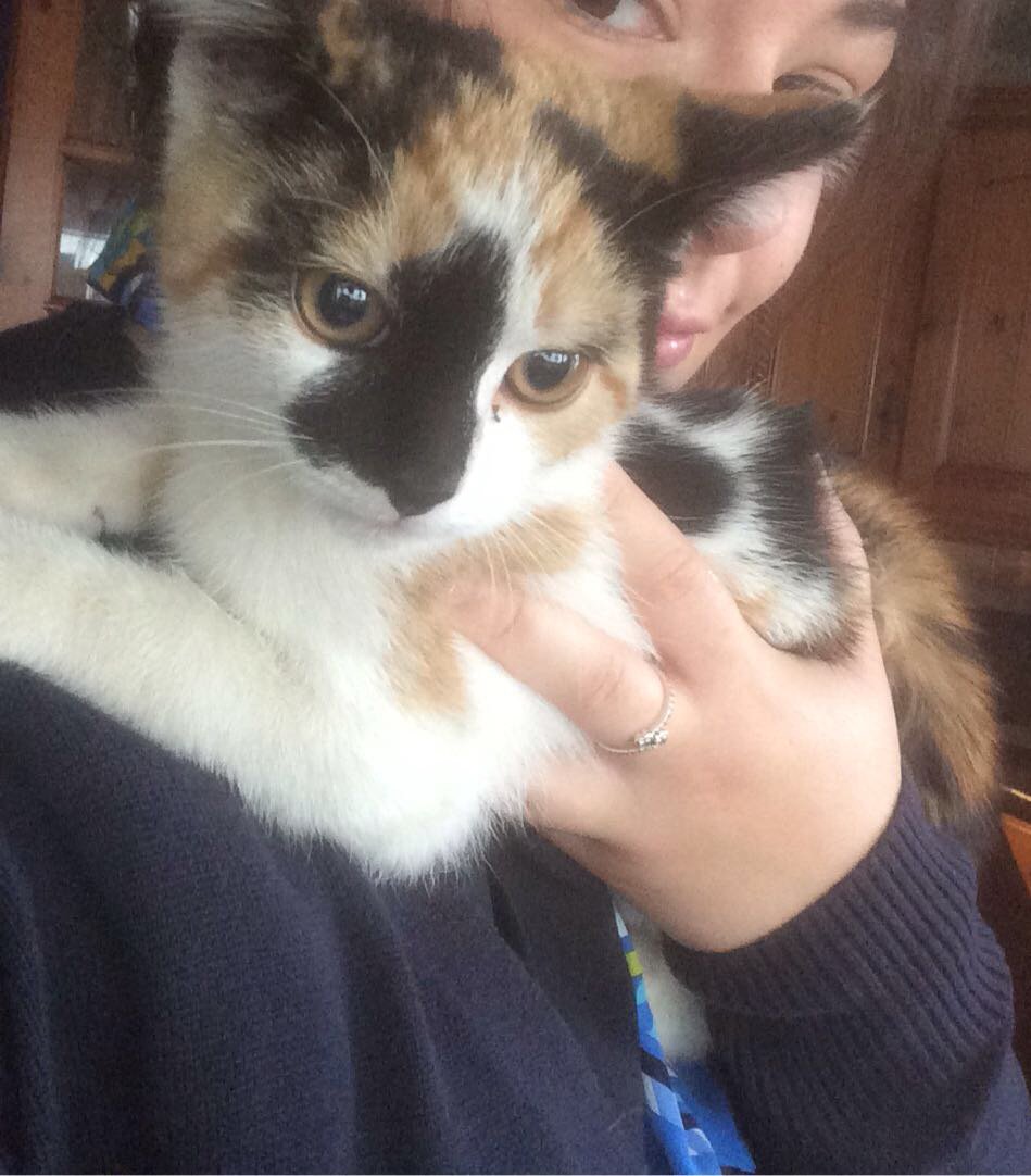 POferriesupdate's tweet photo. Kitten found on #POCairnryan <> #POLarne this morning. Please get in touch if you know where it belongs and RT to help find its owners. https://t.co/RIKMqMEBga