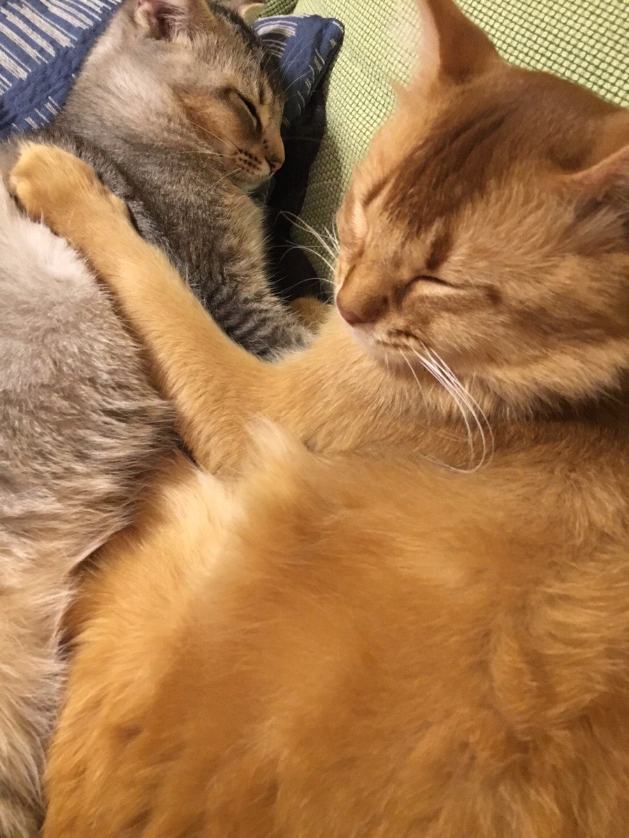 ilbo_taro's tweet photo. 今日はパパと一緒に😪
 #ilbo #ねこ #ソマリ https://t.co/geHF2hXgnX