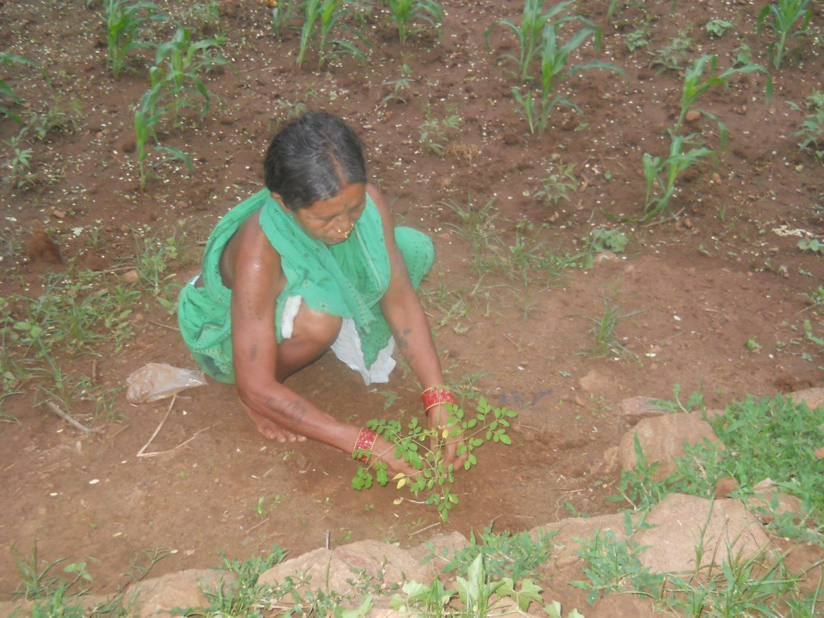 Krushna28243813's tweet photo. @Community managed nursery  , raising, distribution and plantation for round the year @nutritious food in a @climatechange @drought area https://t.co/oJNGgnDloO