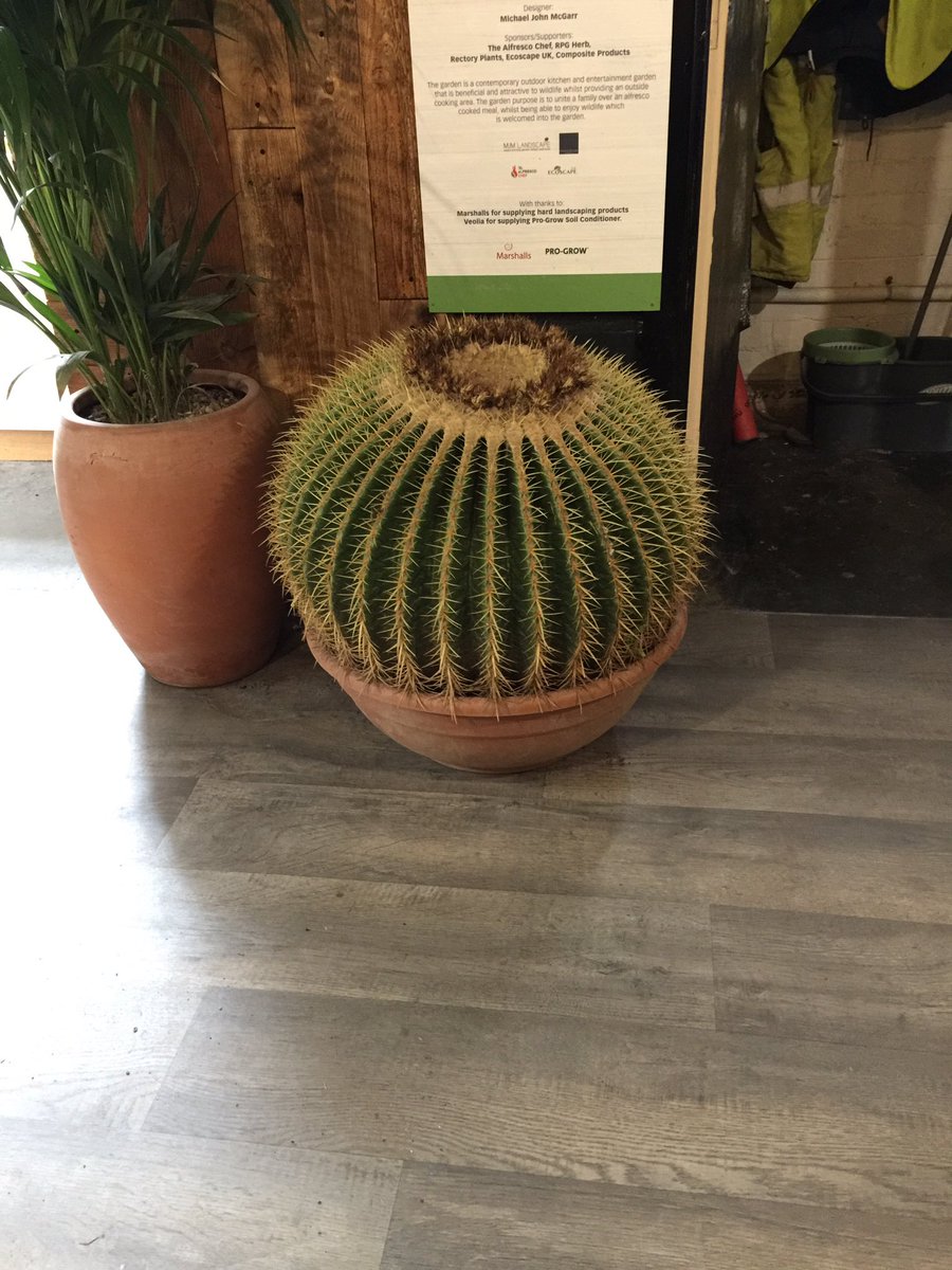 CactusDirect's tweet image. Nice to visit one of our #echinocactus #grusonii in its new home @warnesmcgarr garden design studio  in #Wigan.