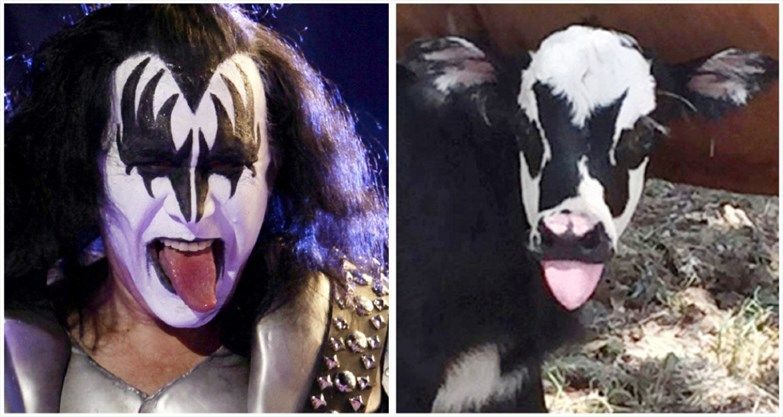 WR_Record's tweet photo. Texas calf looks like rocker Gene Simmons | https://t.co/VtJh3M3lJA https://t.co/05uHSTrGbS https://t.co/yOZiQUS3CZ