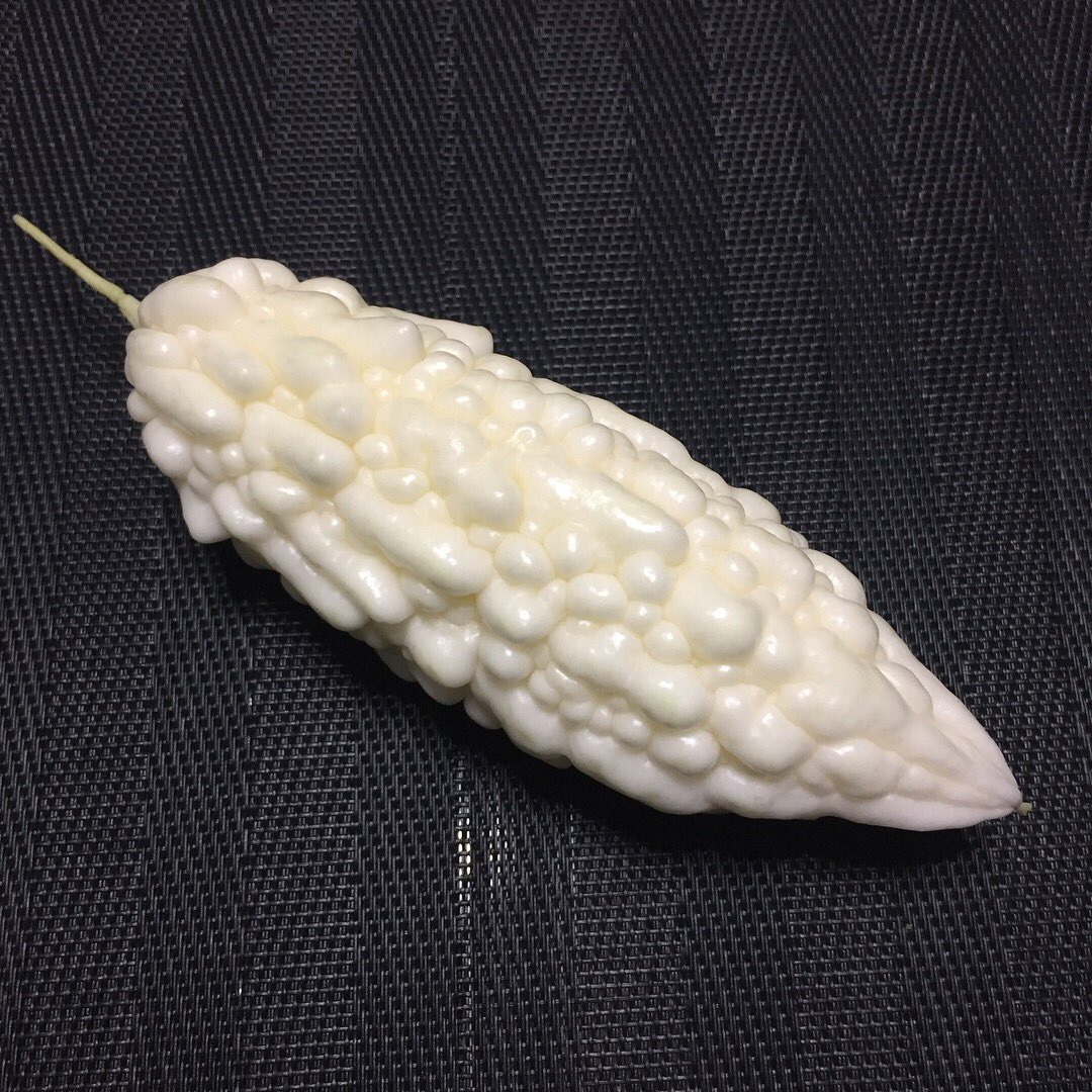 paisley3017's tweet photo. Today's harvest : White Bitter Gourd is the first-fruits in my garden. #whitebittergourd #rarevegetable 初生りの白ゴーヤ、緑色の物より苦くないらしい。 https://t.co/Sf2dG1kjE3