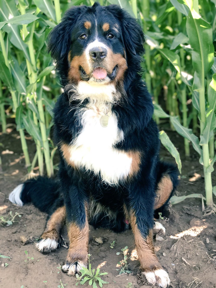 One year old today. Seriously... where has the time gone? #birthdayboy #BerneseMountainDog #puppynomore #stillapuppy #puppylove