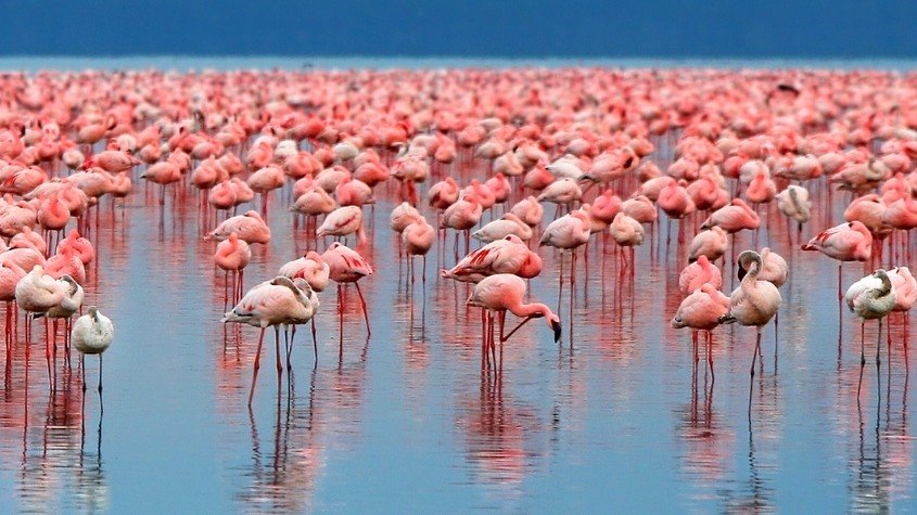 letsgosafari1's tweet photo. 11 Days Luxury Holiday Kenya- Tanzania Safari Package, A safari Itinerary by East Africa Safari Bookers.🐘🦓🏞️🏕️
https://t.co/JZqiR2Te2F https://t.co/qwQ5QiXdVS