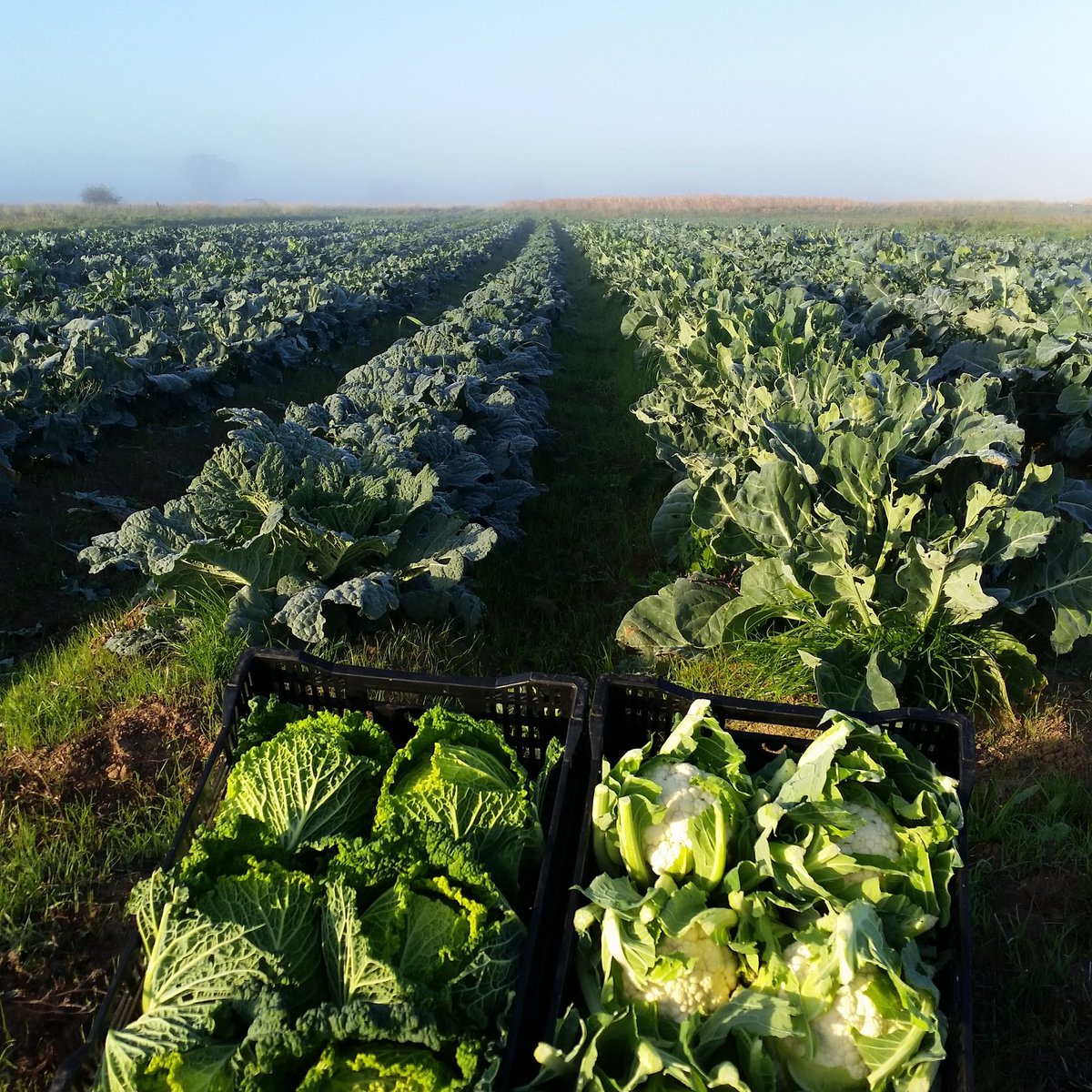 We have some certified smaller Demeter biodynamic cauliflower for just $4 each at <a href="/StKildaFM/">VEG OUT- St Kilda FM</a> Saturday