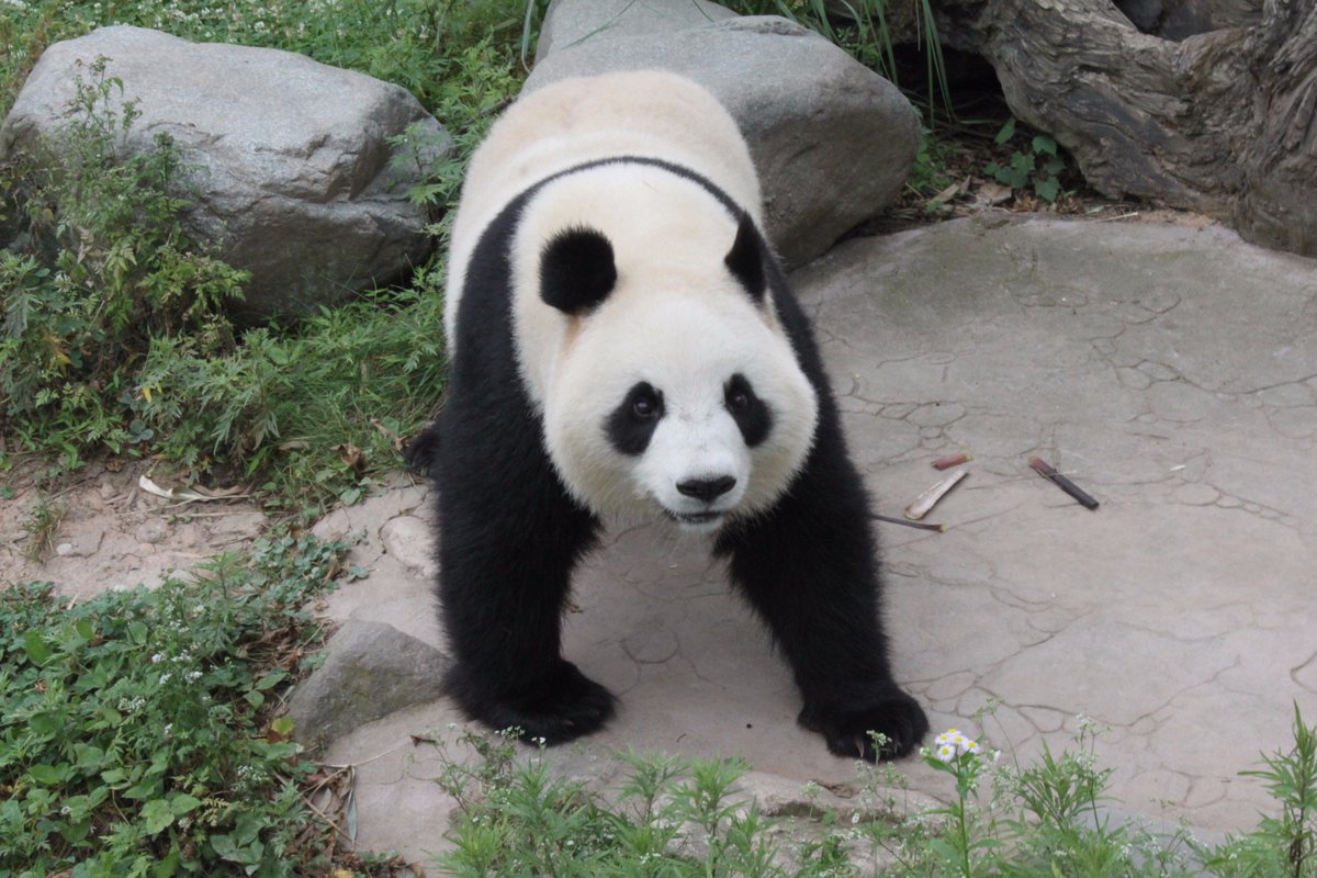 Pinto_Design's tweet image. Millanen talo pandapariskunnalle tulee Ähtäriin? Lue lisää: pintodesign.fi/?p=1360 #homeforpandas #ähtärizoo #pintodesign #kotipandoille