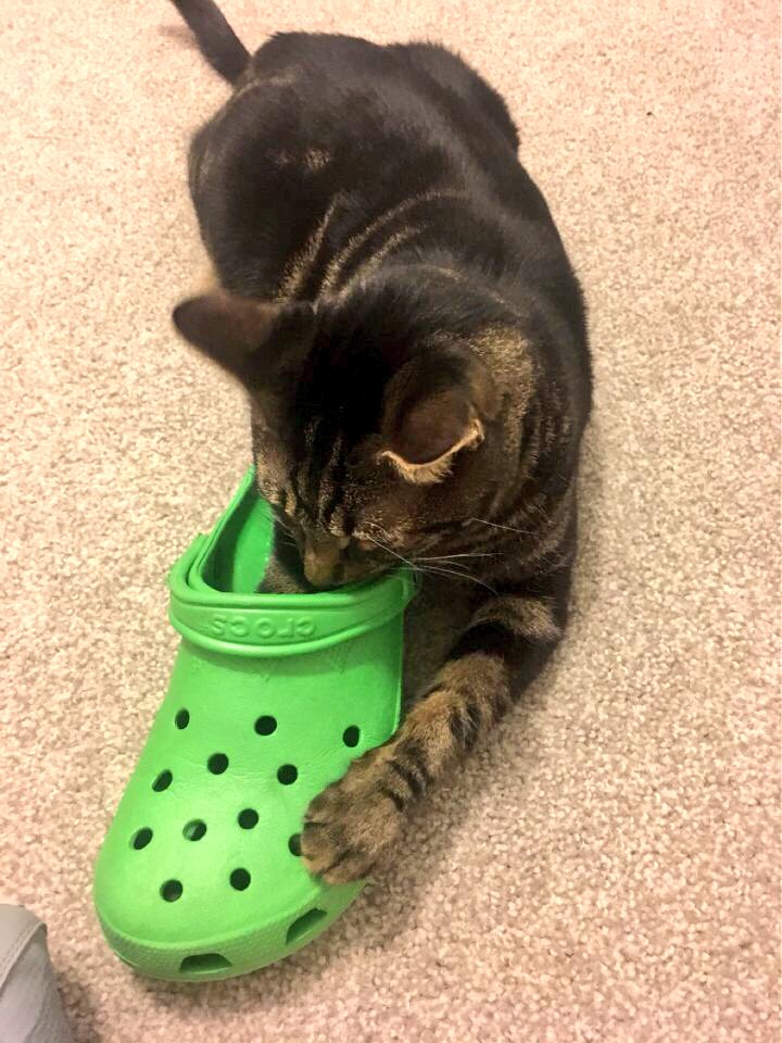 crocs for cats