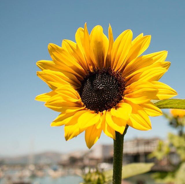 BayAreaQTSF__'s tweet photo. #ILoveSunflowers #ItsALibraThing #FlowerPower βοΈπ»π»π»π»π»π»π» #BellaFoto #HappyWednesday
π·: @PIER39 #Pier39 #SF #California https://t.co/N6TzxDcwtv