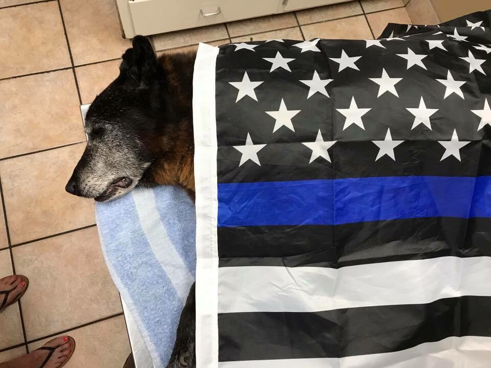 Rest In Peace, K9 ALTO. 

I want to send my deepest condolences to his handler, Henry, for the loss of his partner and four-legged friend.