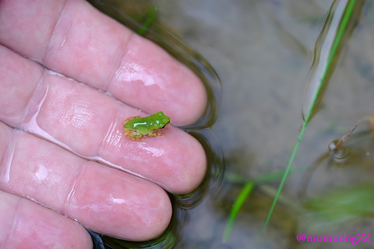 もも No Twitter 8 2 田んぼ周辺ではカエルになったばかりのアマガエルの子供がいっぱい 一万回くらい言ってるが 小さくてものすごくかわいい T Co Pl6in1gr0e Twitter