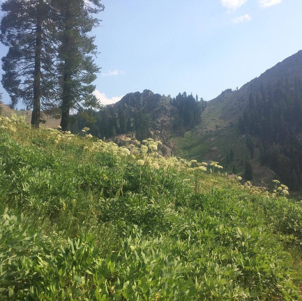 RachelEgger's tweet photo. The hills are alive...with the sounds of cowbells. Actual cowbells on the herds in #trinityalpswilderness! #wherea… https://t.co/G5uGlQmVRF https://t.co/hyiwsMFgki