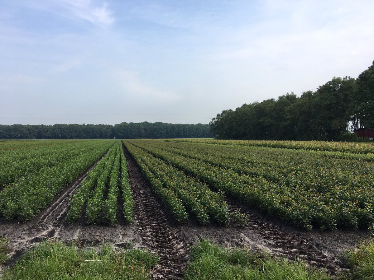 Léon Faassen tweet media