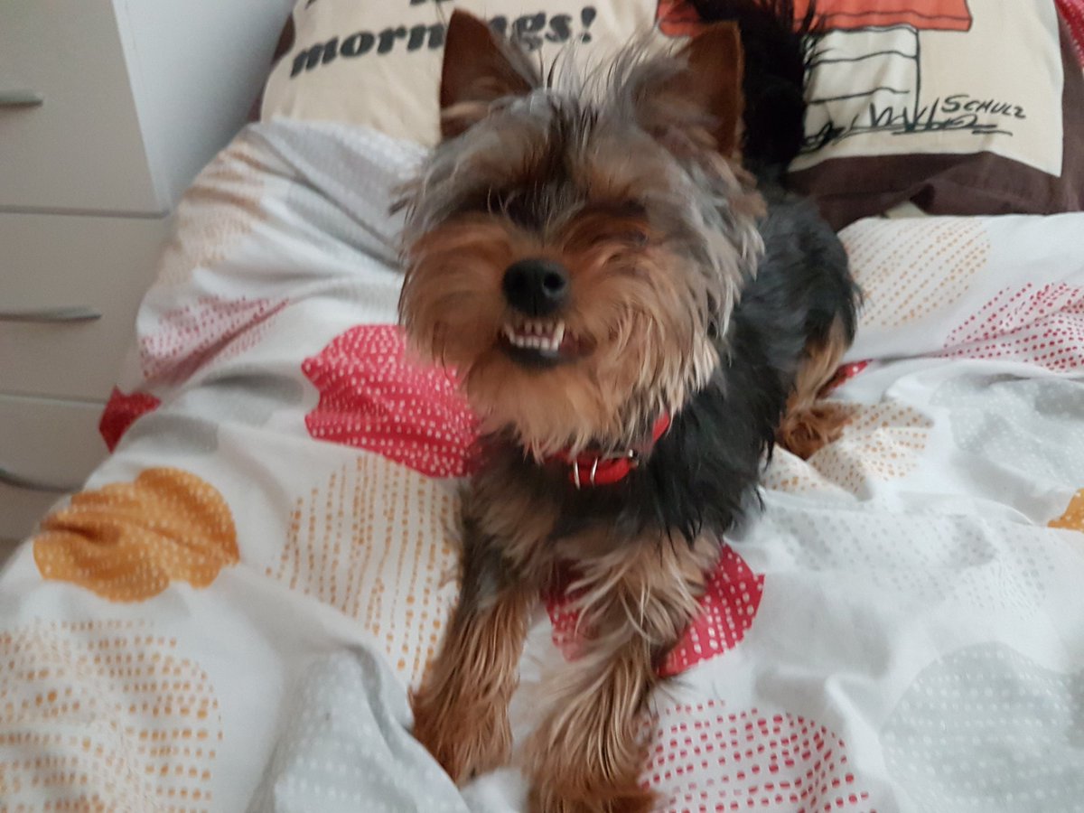 Henry Foster tweet media