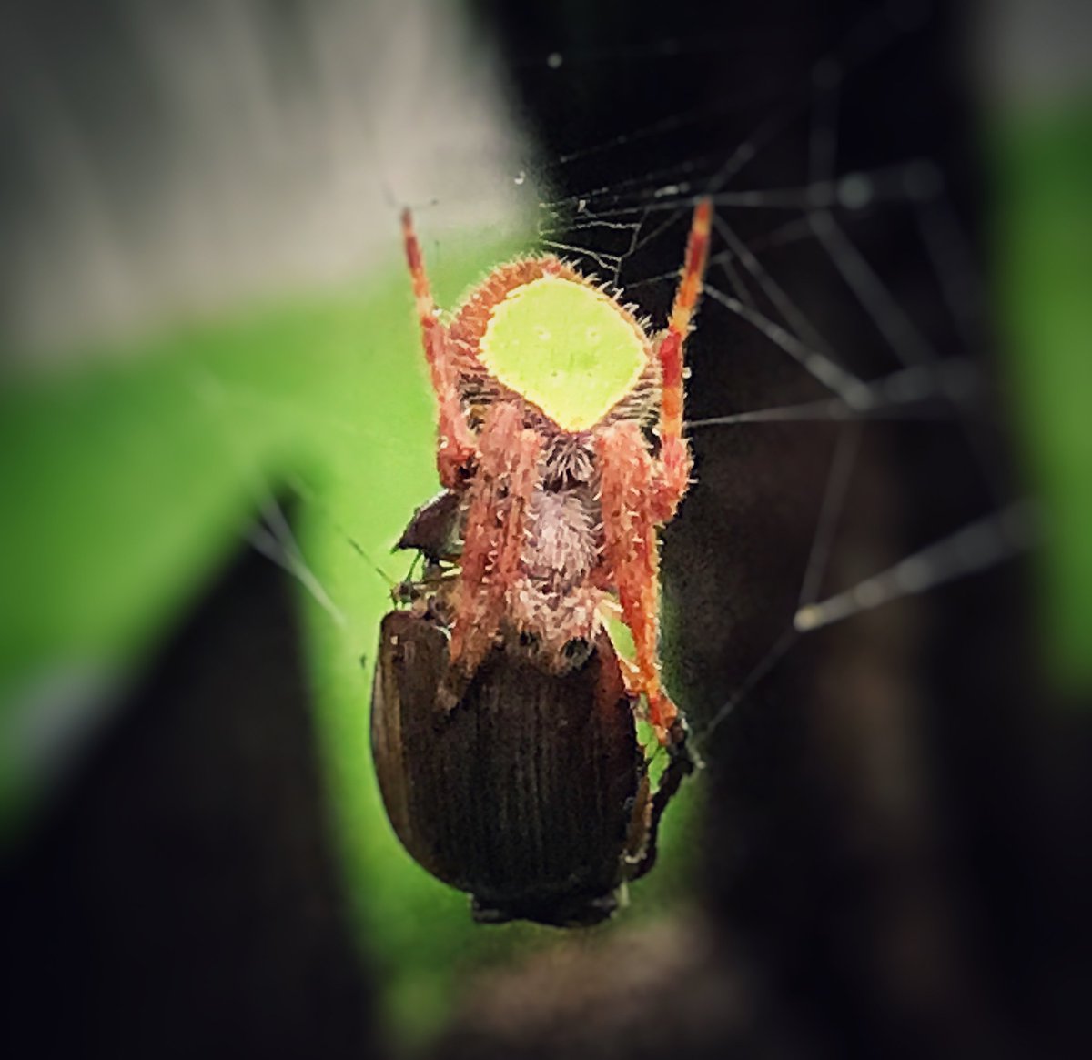 StacyMariePics's tweet photo. Photo of the day!!! #photooftheday #stacymariephotography #iphone7plus https://t.co/SyzV00I0sc