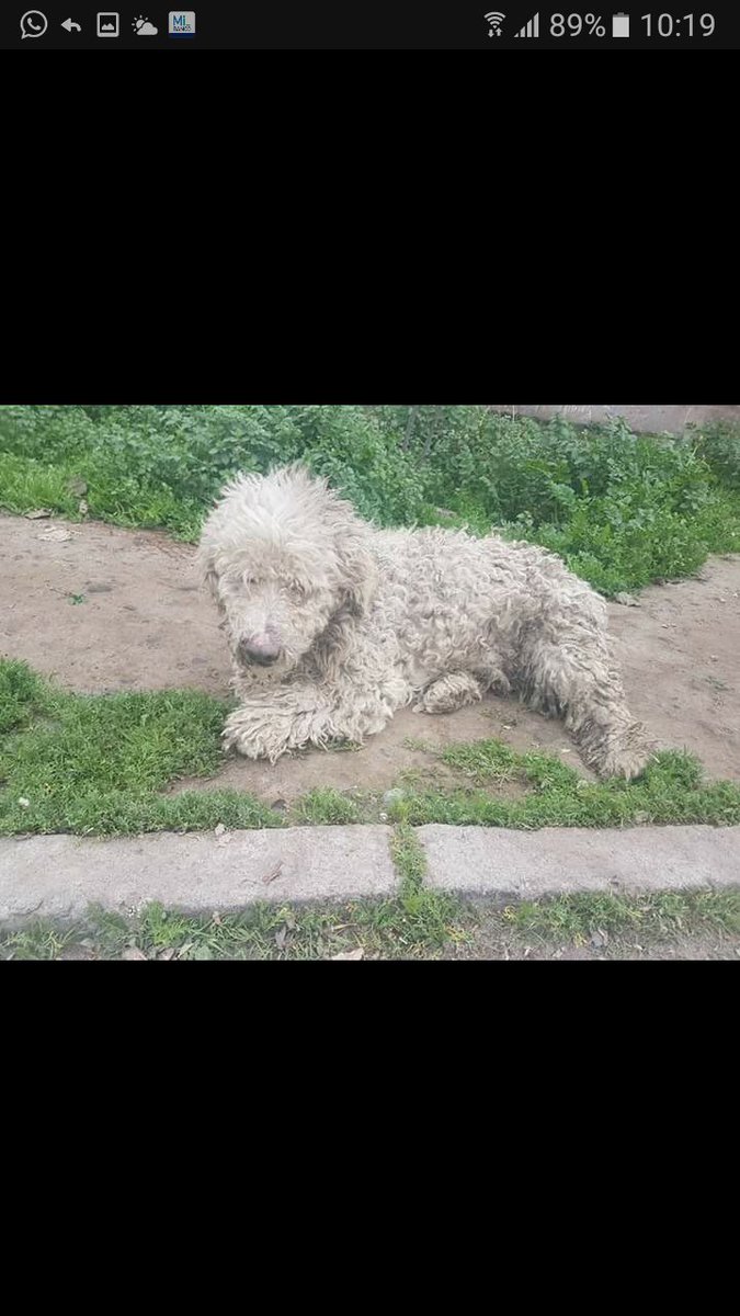 ConnieP_28's tweet photo. RT por si lo reconocen. Ayer lo golpearon con un palo en la cabeza y luego lo atropelló un auto.Quizá se escapó y tenía dueño. Falleció. 😡 https://t.co/wJ2BiY1gio