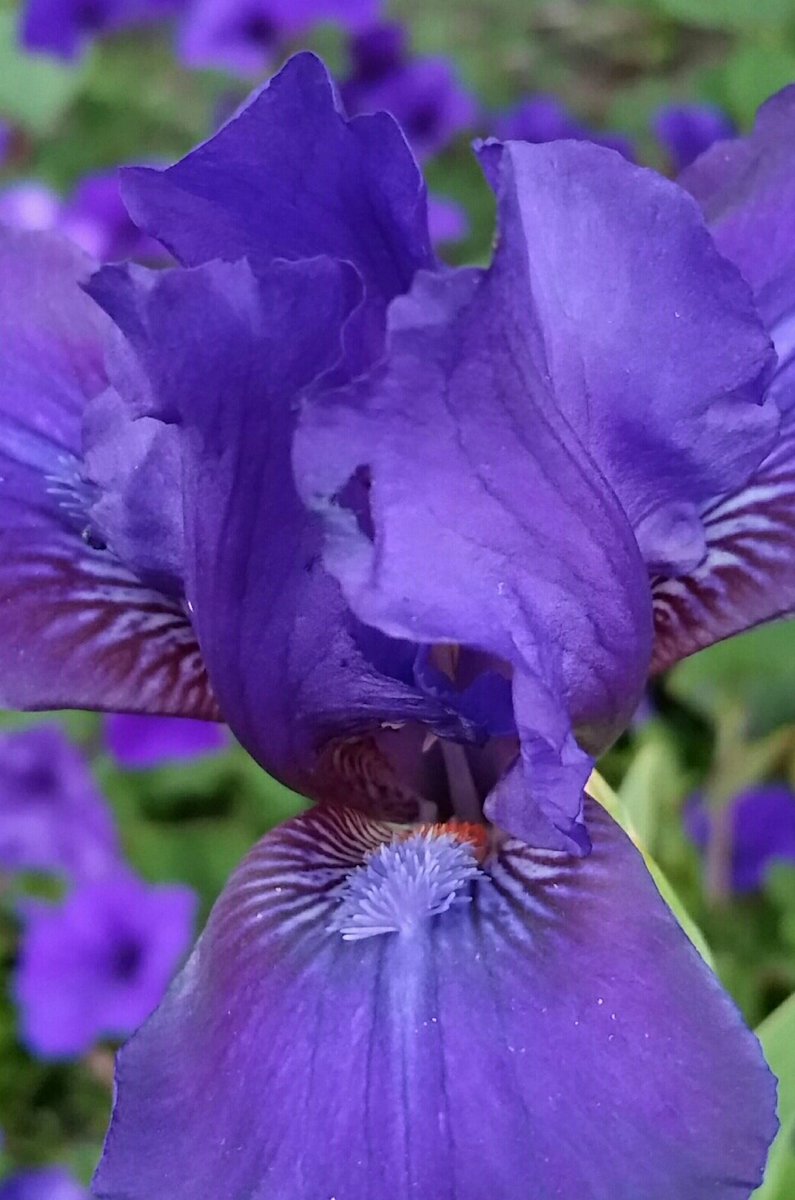 GardenOpus's tweet photo. SUMMER TREAT: #Reblooming #SDB #Iris #AutumnJester (Chapman, 2000), August 1, Chicagoland Zone 5 - making nice w/#Petunia #EasyWave Blue! https://t.co/J7EQkNQ35u