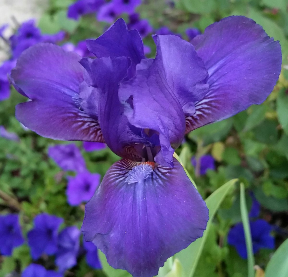 GardenOpus's tweet photo. SUMMER TREAT: #Reblooming #SDB #Iris #AutumnJester (Chapman, 2000), August 1, Chicagoland Zone 5 - making nice w/#Petunia #EasyWave Blue! https://t.co/J7EQkNQ35u