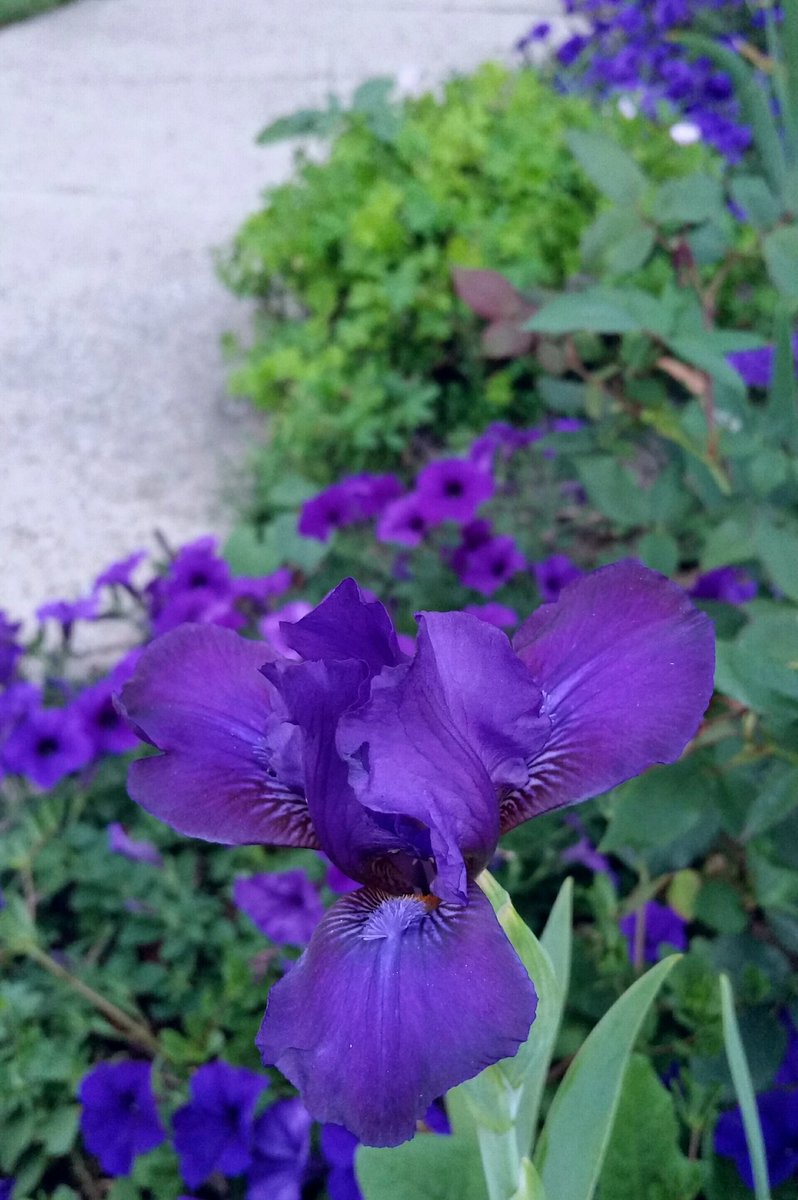 GardenOpus's tweet photo. SUMMER TREAT: #Reblooming #SDB #Iris #AutumnJester (Chapman, 2000), August 1, Chicagoland Zone 5 - making nice w/#Petunia #EasyWave Blue! https://t.co/J7EQkNQ35u