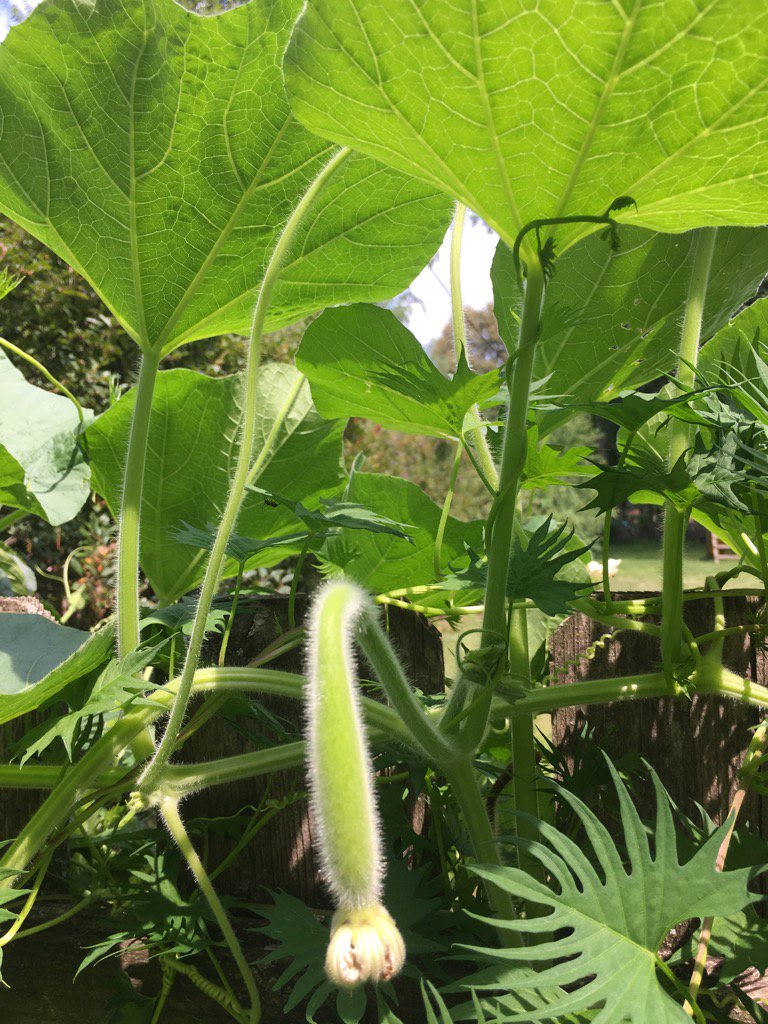 ConsciousLiv13's tweet photo. Any idea what kind of squash it is?  Didn't plant it, came from compost. https://t.co/95cgpAdDbZ
