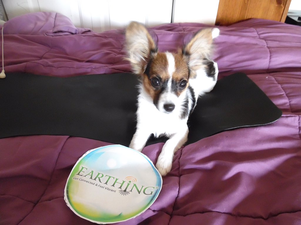staffelm's tweet photo. @earthing My baby Charlotte earths as much as she can!  Inside and out! We fight for space on the pad! #HowDoYouEarth https://t.co/KZbzkuWdgk