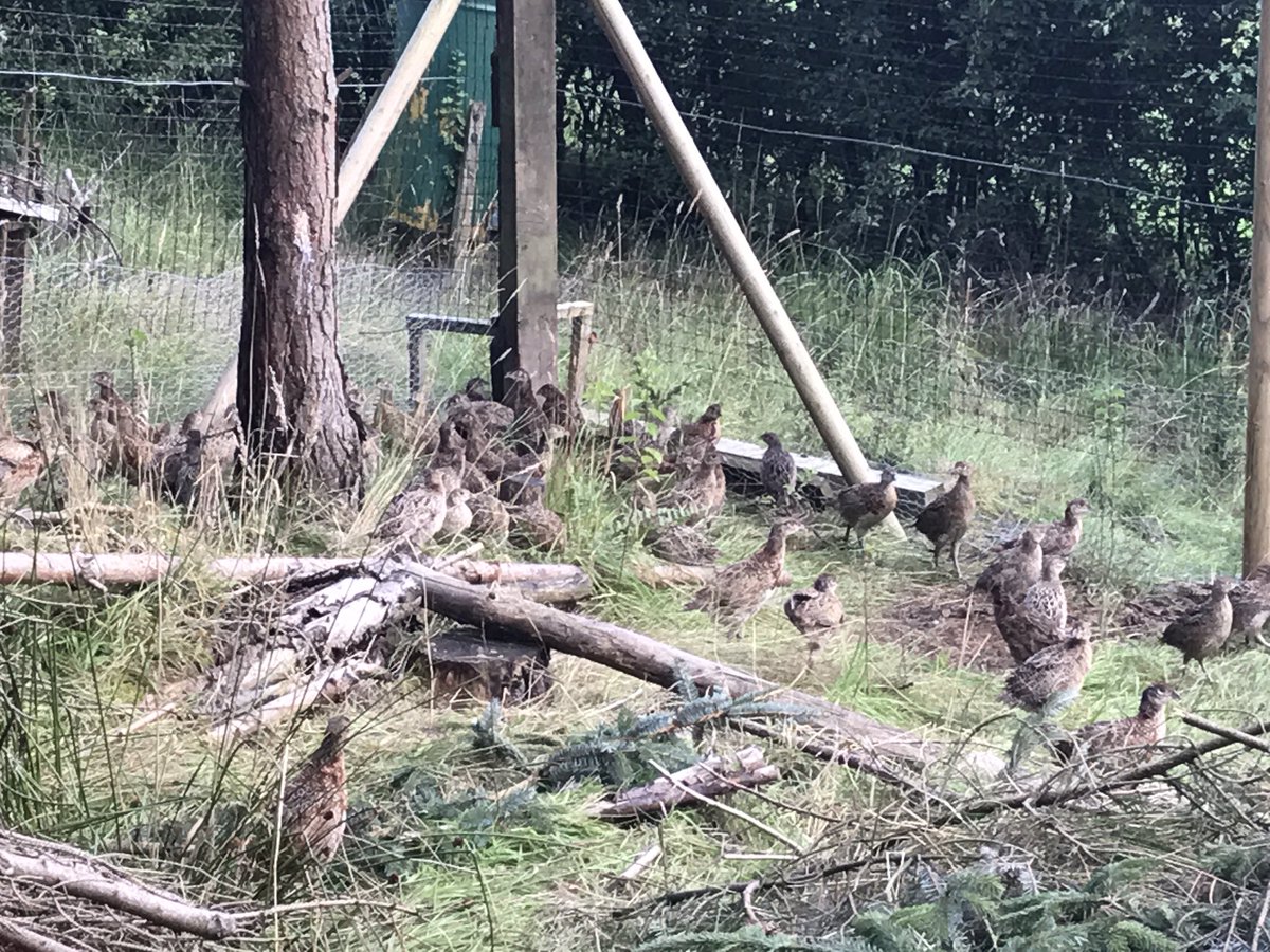 Fieldside labs (@fieldsidegundog) on Twitter photo 