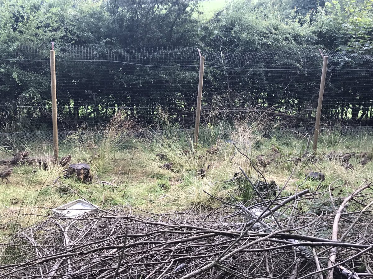 Fieldside labs (@fieldsidegundog) on Twitter photo 