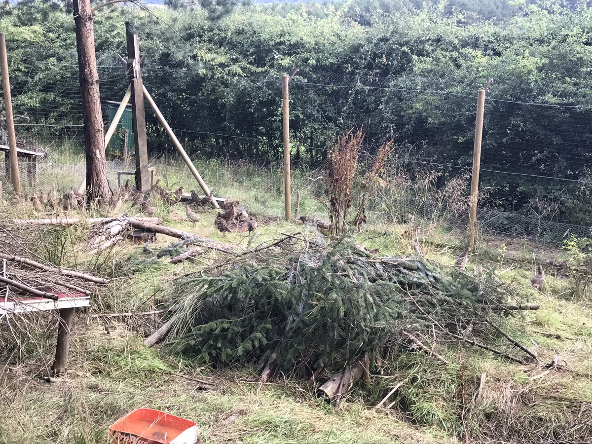 Fieldside labs (@fieldsidegundog) on Twitter photo 