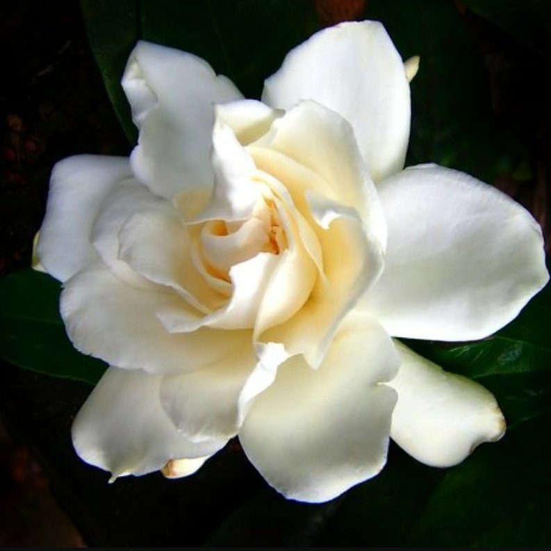 omegazetarho's tweet photo. The white gardenia is prized for its sweet scent and is such a symbol of beauty.
#omegazetarho #flowerfacts #beautiful #omegasymbol https://t.co/2iv5vEBS6V