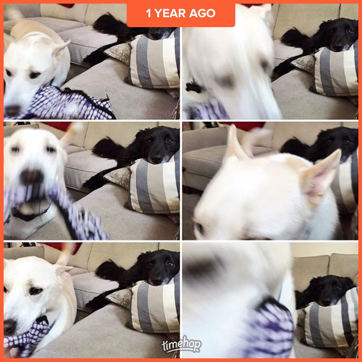 DenmanDogs's tweet photo. Mama's favorite picture of us. We're silly πΆππΆ #kodarae #rascalpuma https://t.co/HioI4cHjPZ