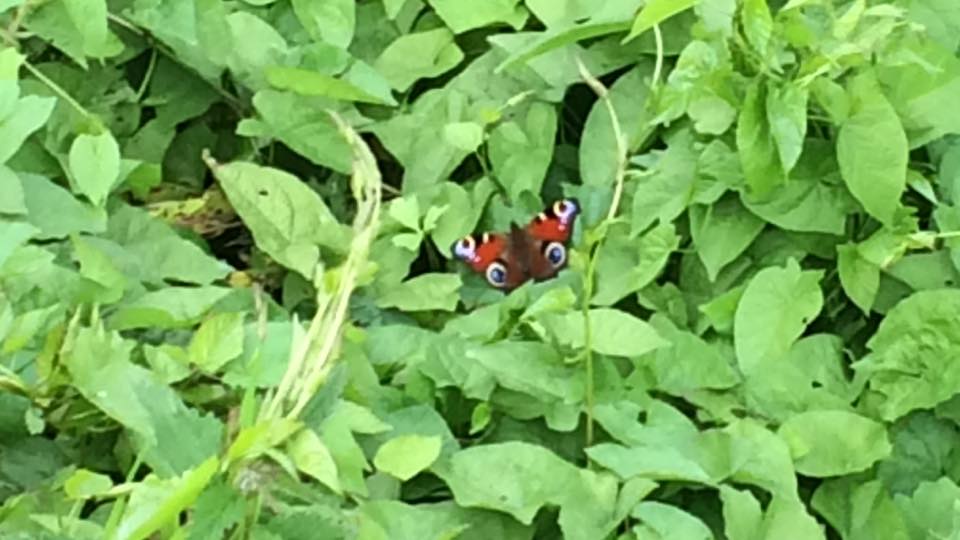 Castlecor Potatoes (@castlecorpotato) on Twitter photo Look at this little beauty enjoying the wetlands system at Castlecor!!!☀️ 🦋🌾 Look at this little beauty enjoying the wetlands system at Castlecor!!!☀️ 🦋🌾