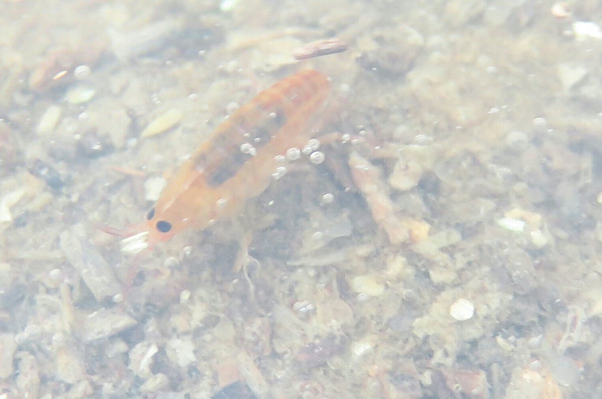 BarbaraStock13's tweet photo. Everywhere at home
#sandhopper #mymacroworld #BarbaraStockPhoto https://t.co/8RpAXDC53g