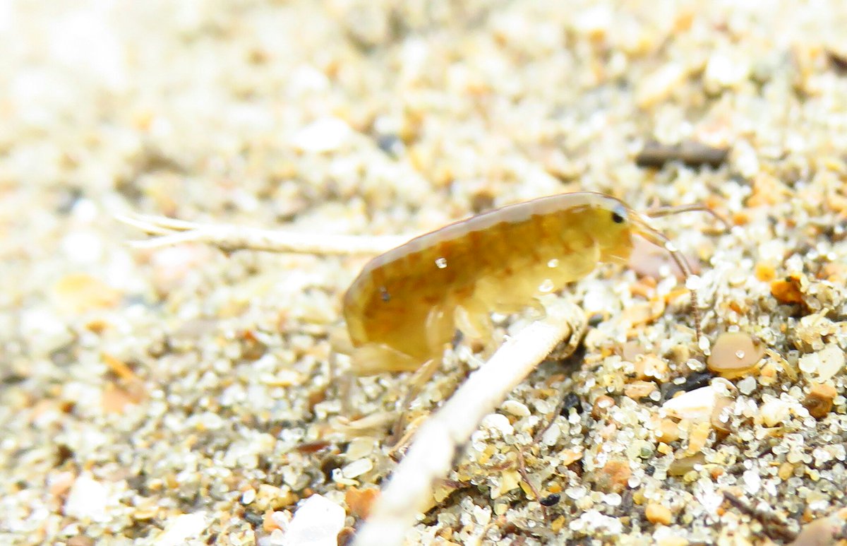 BarbaraStock13's tweet photo. Everywhere at home
#sandhopper #mymacroworld #BarbaraStockPhoto https://t.co/8RpAXDC53g