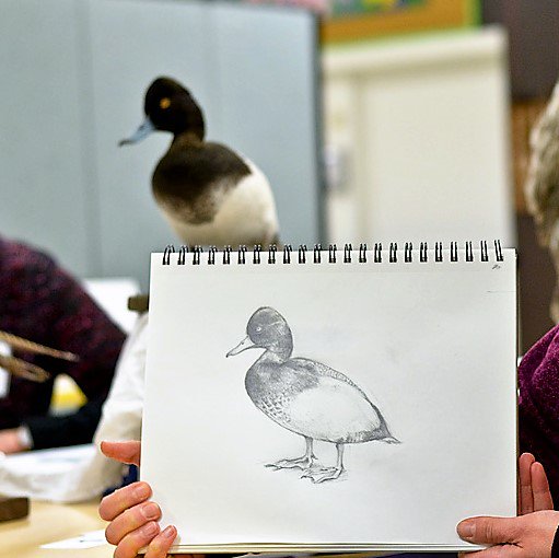 TRCA_TTP's tweet photo. Thrilled to have #art instructor Alan Li teach our campers bird field sketching at #JuniorBirdersCamp! Sign up here! https://t.co/dsh1M8aR1H https://t.co/sJL1NbwDwP
