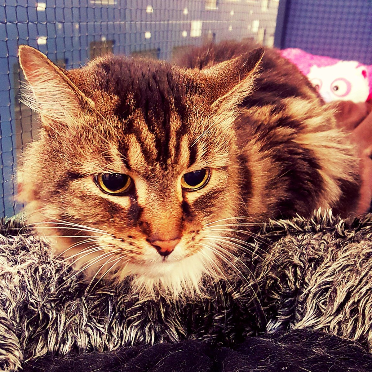 TheCatFanatics's tweet photo. "Play? No thanks. I'ma chill." Riley, in the play pen. #chillax #catsoftwitter #catsofperth #imacatfanatic https://t.co/kmkVWLXBU3