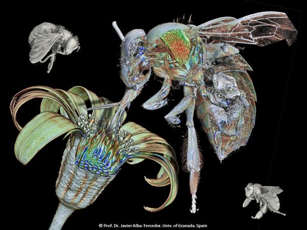 Javier Alba-Tercedor, de la <a href="/CanalUGR/">Universidad Granada</a>, revela el increíble interior de la abeja de la miel #zoologia #apicultura ow.ly/lK0w30e4vRi