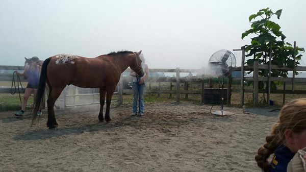 MECSystemsInc's tweet photo. Horsie is keeping his cool at #BohanStables in #Rosedale. #Chilliwack #CoolInYourWorld https://t.co/Z3W8c3rPkY