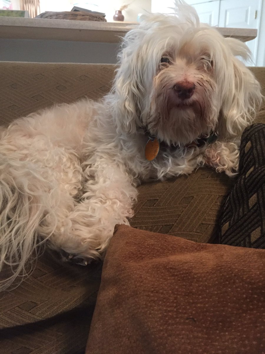 thatdakotajones's tweet photo. I like to look at dogs like this and reflect on the fact that all dogs are descended from wolves. #what #WTF #itstruelookitup https://t.co/8GGFOfQvf4