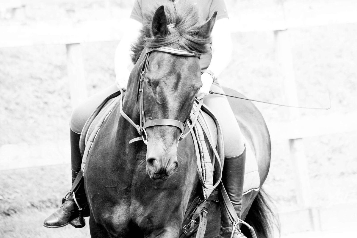 SpoonPhoto's tweet image. My other love#equestrianphotography #perthshirephotographer
